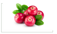 Hochwertiges Cranberry-Nahrungsergänzungsmittel - Auch als Moosbeere bekannt im Sortiment von MaguVital Oberpfälzer Waldfrüchte GmbH aus Sulzbach-Rosenberg wird deutschlandweit geliefert
