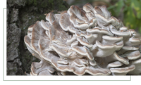 Der Maitake Pilz auch bekannt als Klapperschwamm wächst in den deutschen Wäldern, den heilenden und vitalisierenden Pilz aus dem Sortiment der MaguVital Oberpfälzer Waldfrüchte GmbH aus Sulzbach-Rosenberg, der deutschlandweit geliefert wird