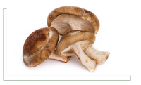 Der Shiitake-Pilz, auch Lentinula Edodes genannt, bietet als hochwertiges Extrakt aus natürlichen Essenzen lebensnotwendige Vitamine der B-Gruppe und ist deutschlandweit im Sortiment der MaguVital Oberpfälzer Waldfrüchte GmbH aus Sulzbach-Rosenberg erhältlich