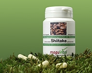Der Shiitake-Pilz, auch Lentinula Edodes genannt, bietet als hochwertiges Extrakt aus nat&uuml;rlichen Essenzen lebensnotwendige Vitamine der B-Gruppe und ist deutschlandweit im Sortiment der MaguVital Oberpf&auml;lzer Waldfr&uuml;chte GmbH aus Sulzbach-Rosenberg e